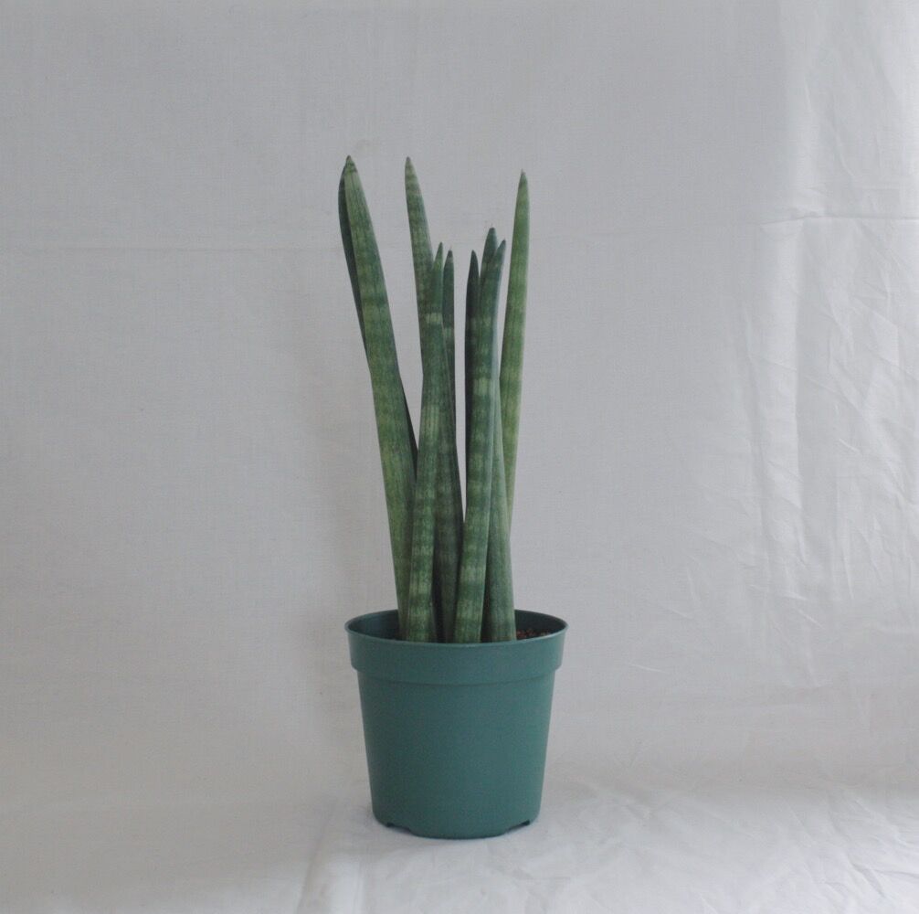 サンスベリア スタッキー | spi plants