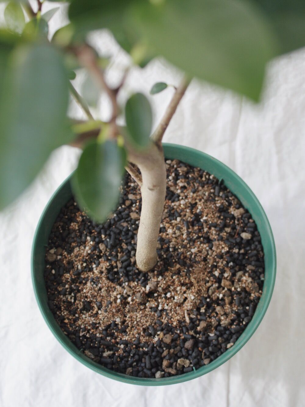 フィカス ルビギノーサ | spi plants