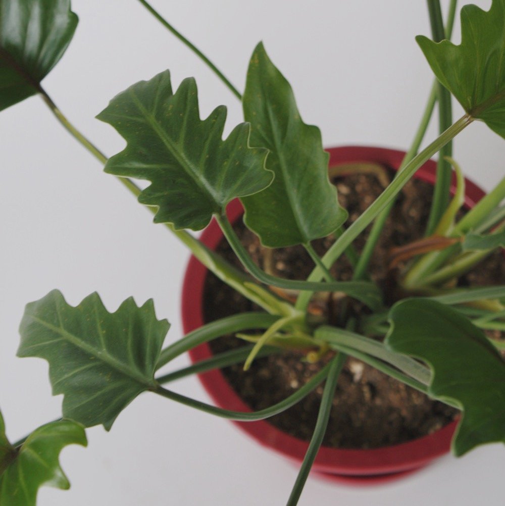 クッカバラ | spi plants