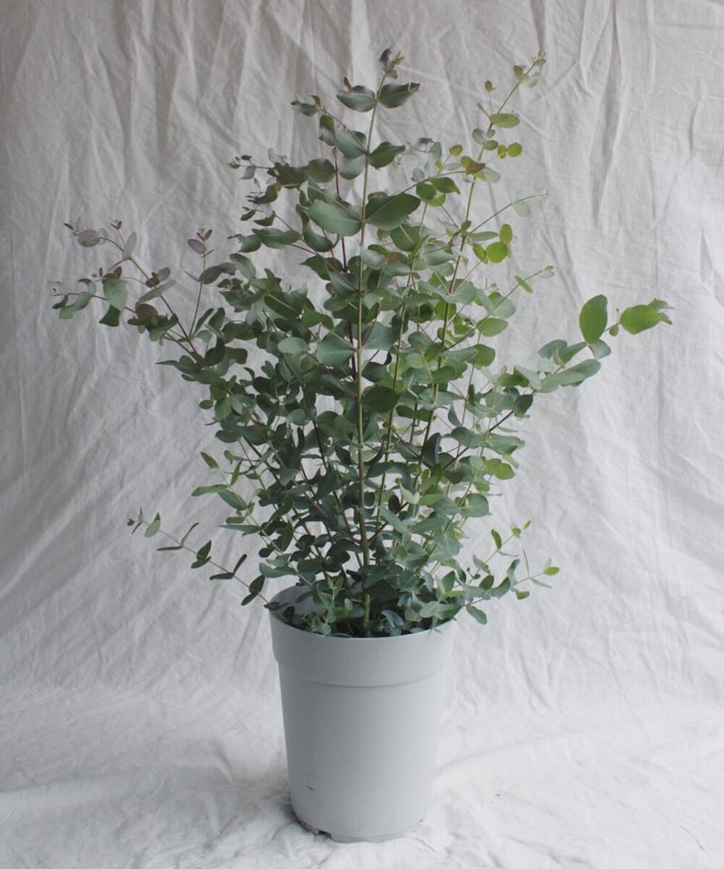 ユーカリ グニー | spi plants