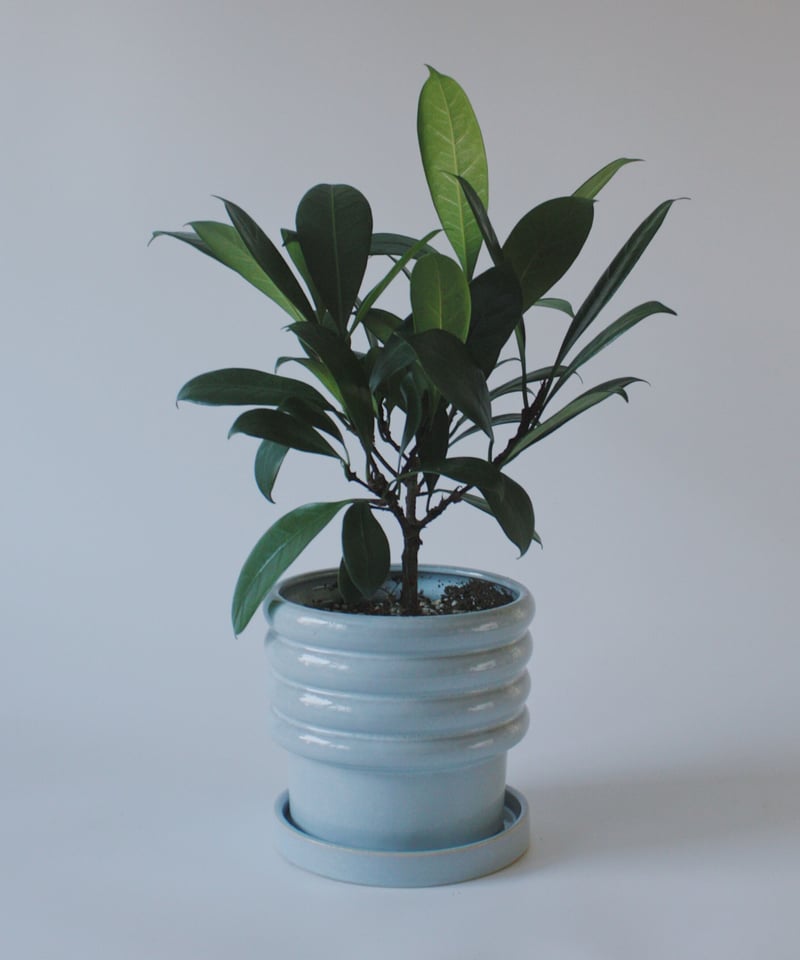 フィカス キアティスティプラ | spi plants