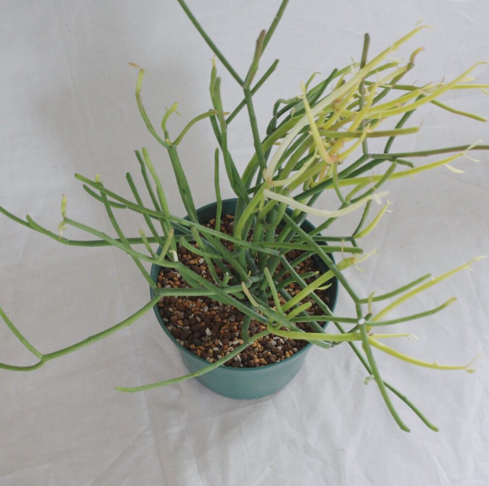 観葉植物　ミルクブッシュ ミルクブッシュ 観葉植物 | 陽華園