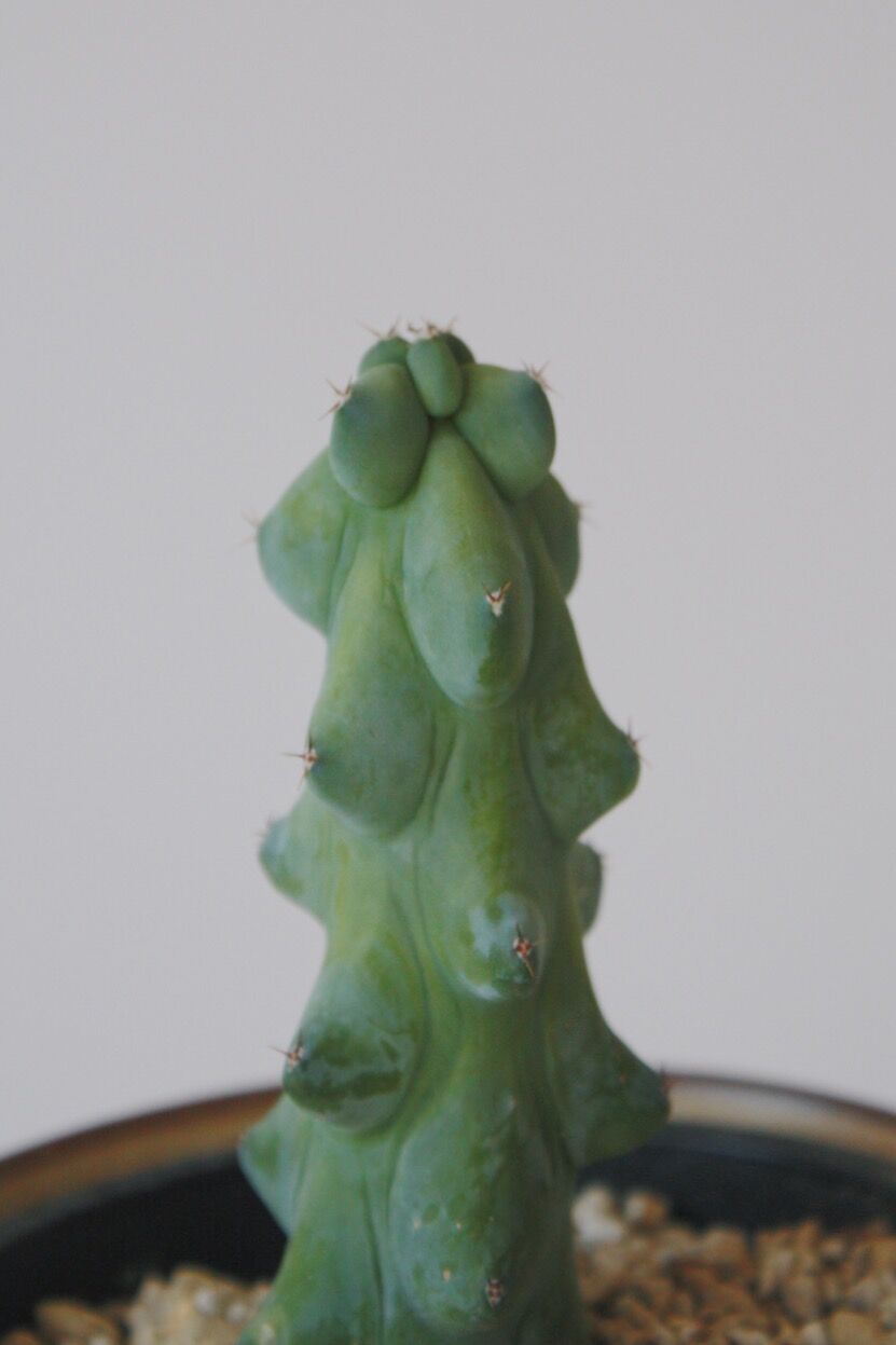 ロホセレウス | spi plants ロホセレウス | spi plants