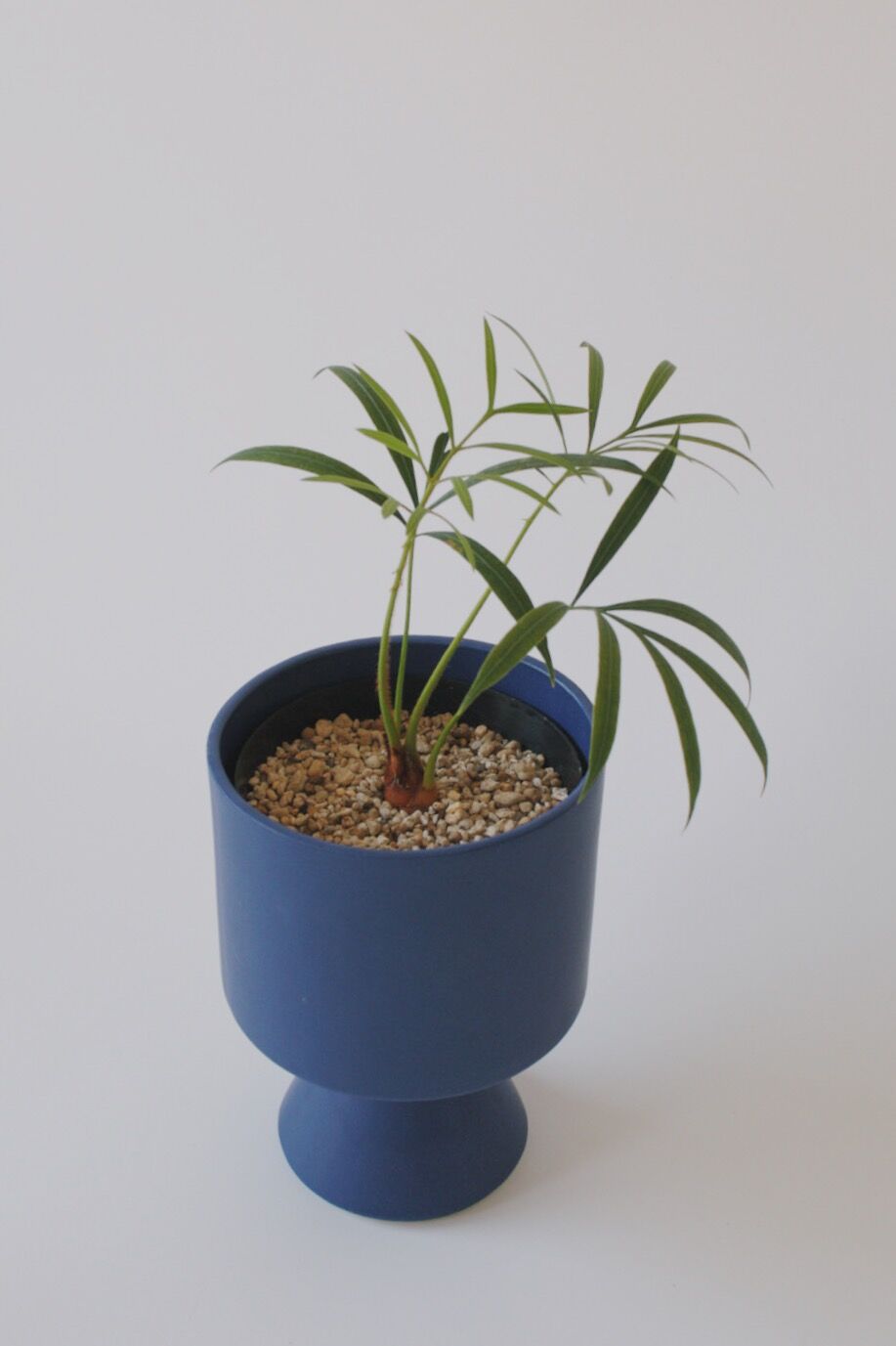 1サイカス チャマオエンシス 良型 fit=scale-down,w=1200