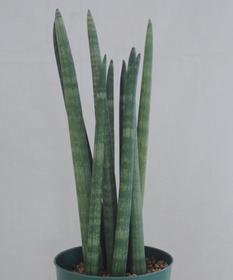 ま*☆様 サンスベリア スタッキー サンスベリア・スタッキー | barrelplants_BONSAI