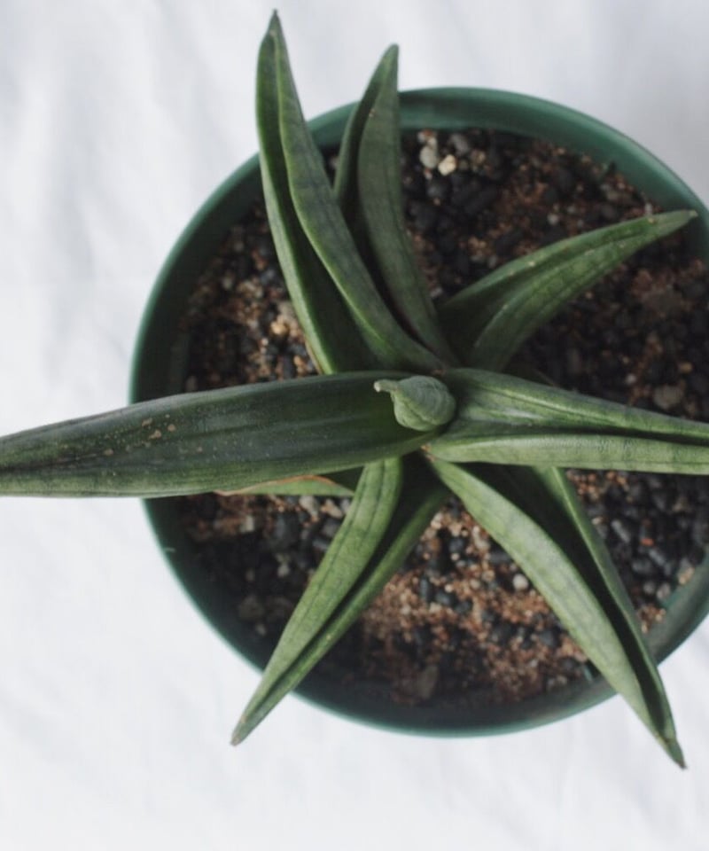 サンスベリア　特大サイズ　美形　観葉植物　ACTUS アクタス サンスベリア 特大サイズ 美形 観葉植物 ACTUS アクタス