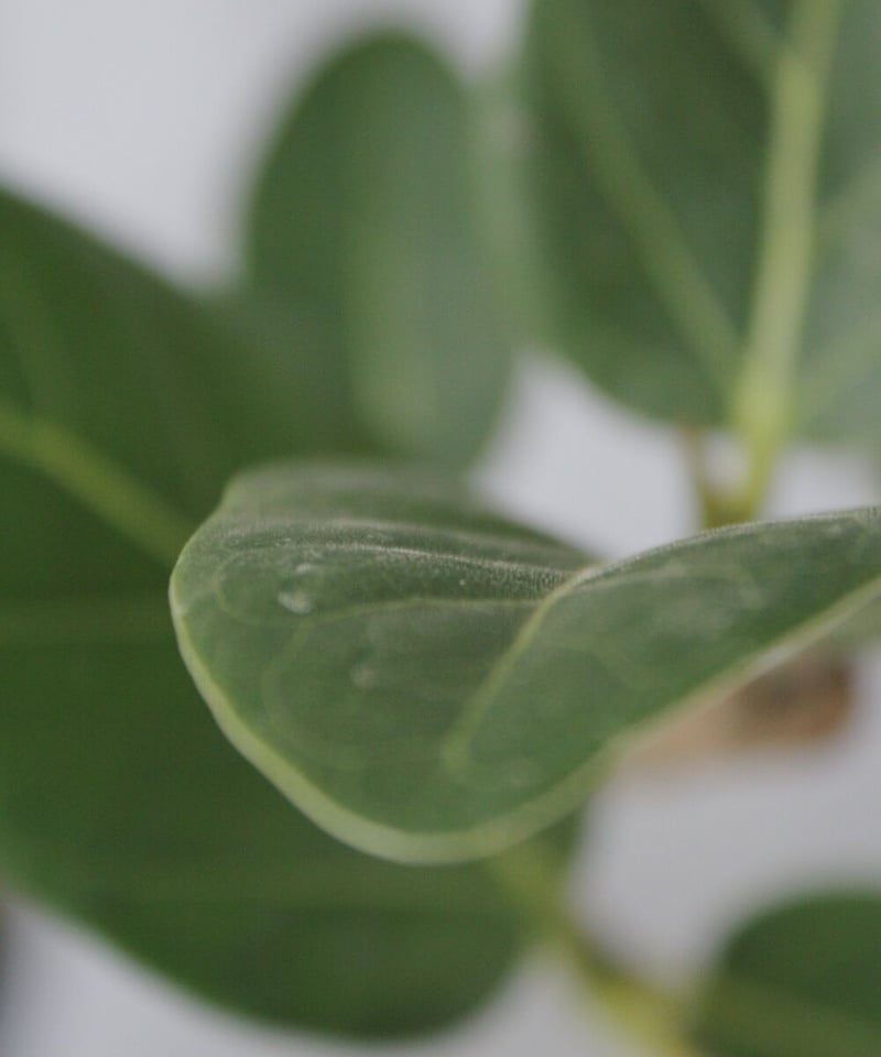 フィカス ベンガレンシス 152cm 気根 S-shaped フィカス ベンガレンシス S字仕立て ベンガルゴムの木 観葉植物