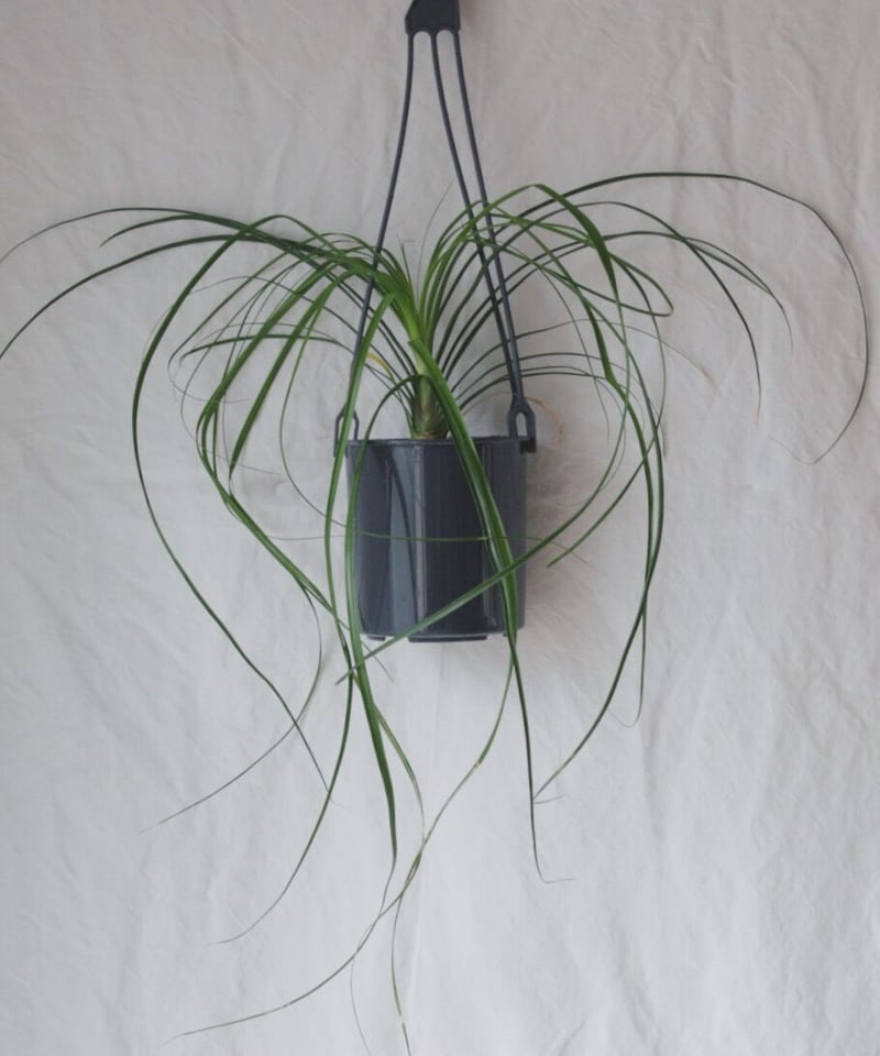ポニーテール | spi plants