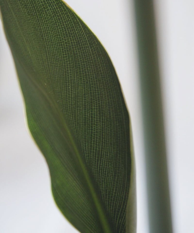 ストレリチア ノンリーフ | spi plants ストレリチア ノンリーフ | spi plants