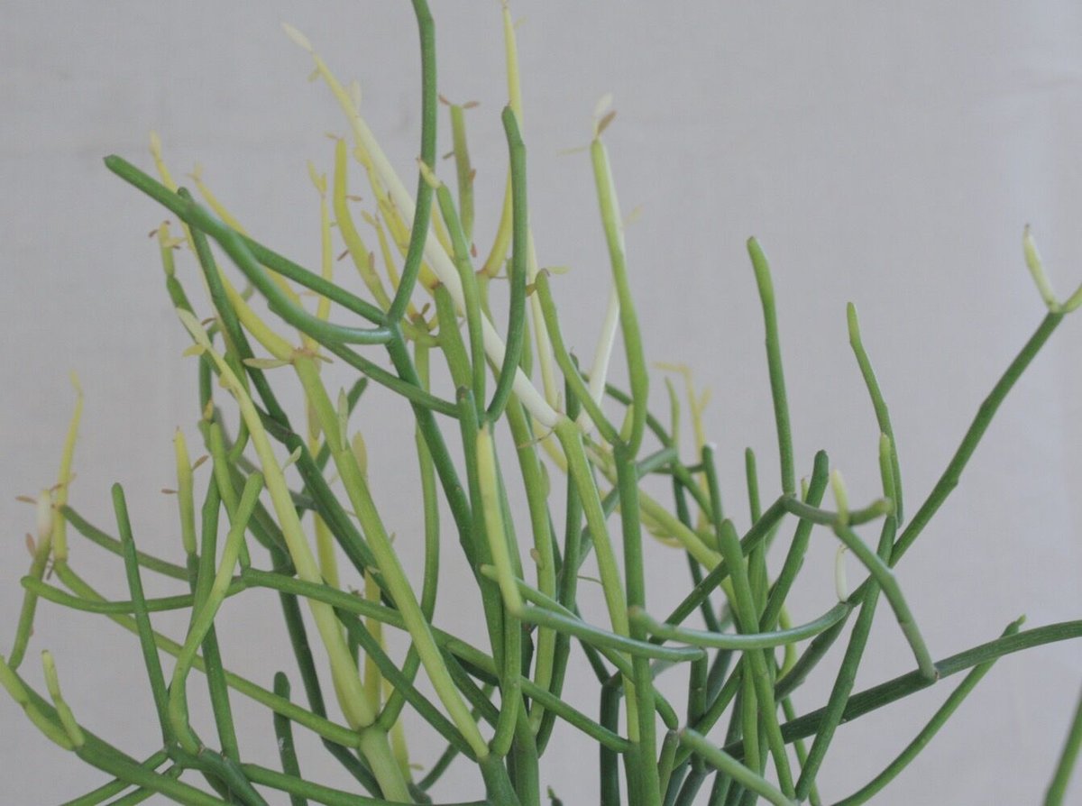 ミルクブッシュ | spi plants