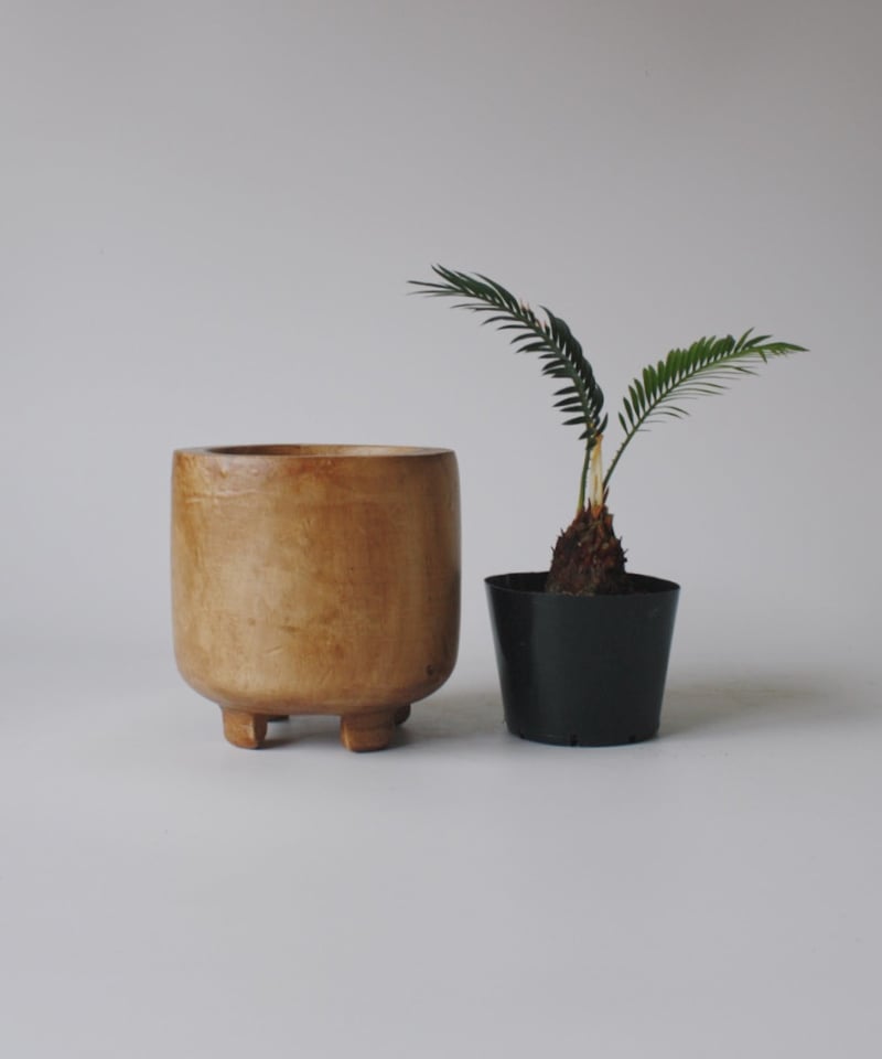 ソテツ | spi plants