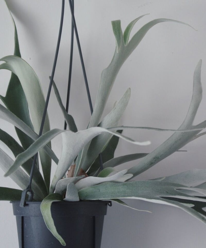 ビカクシダ ヴィーチ | spi plants