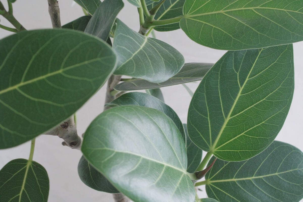 フィカス ベンガレンシス | spi plants