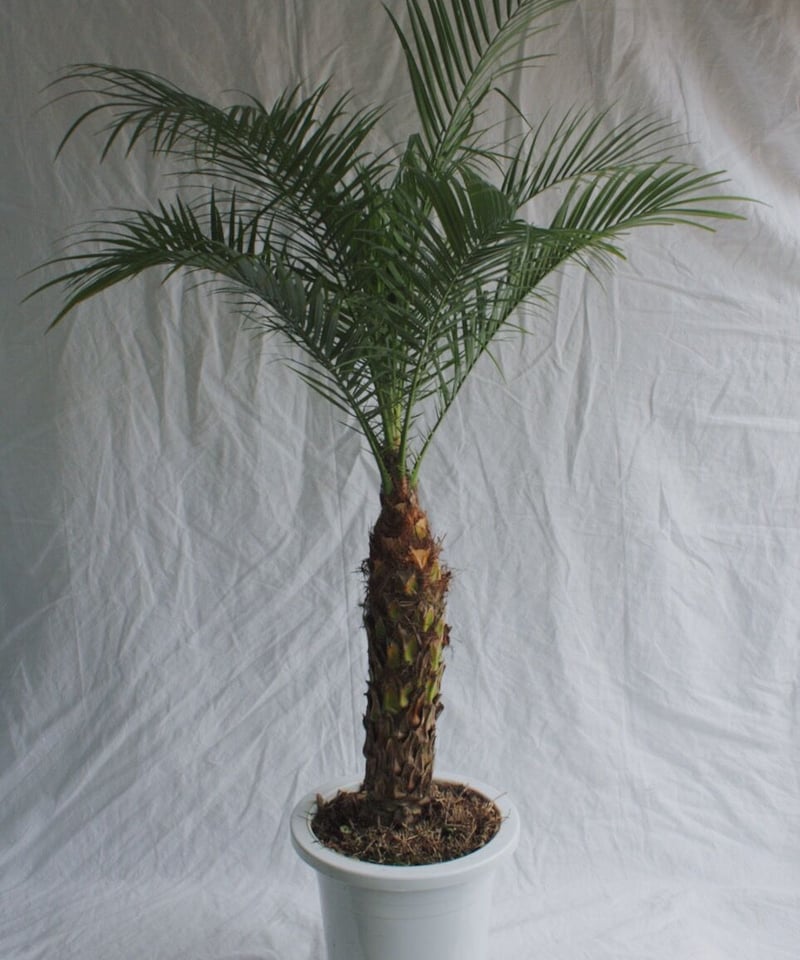 フェニックスロベレニー | spi plants