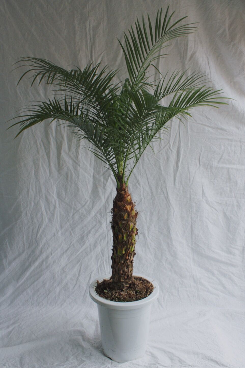 フェニックスロベレニー | spi plants