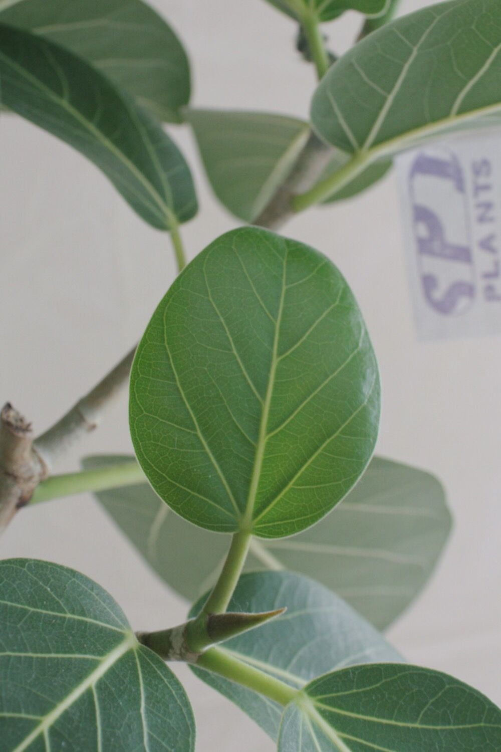 フィカス ベンガレンシス | spi plants