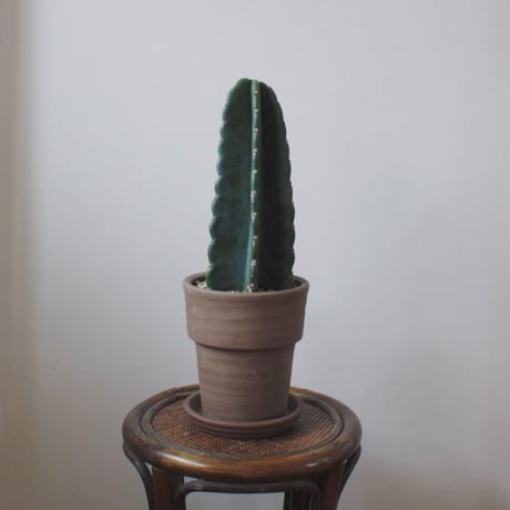 STORES サボテンの検索結果