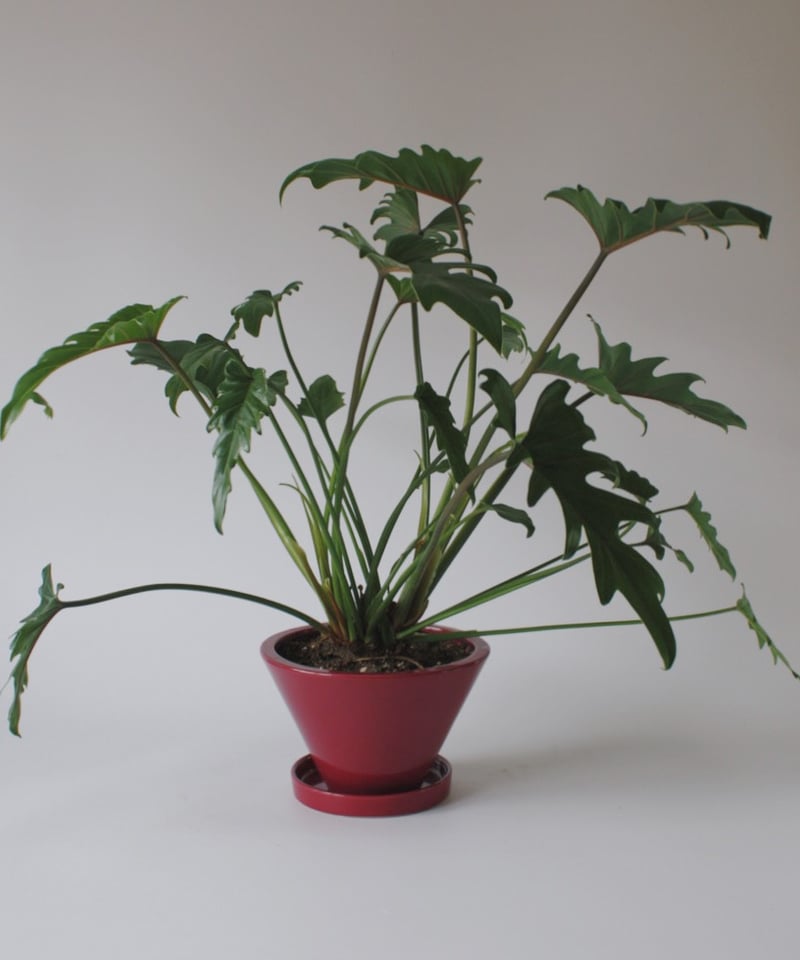クッカバラ | spi plants