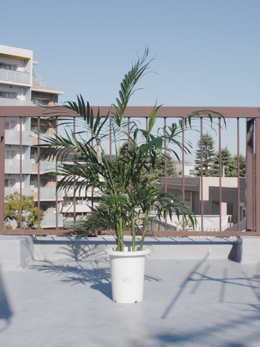 メキシコケンチャヤシ | spi plants