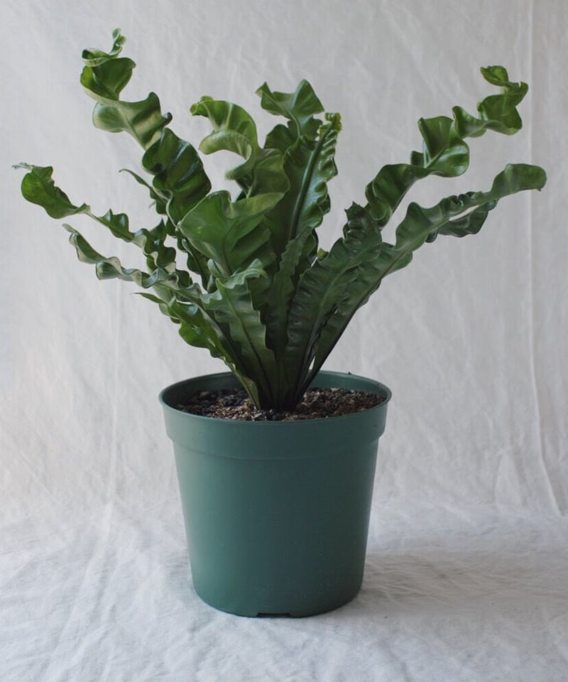 アスプレニウム タニワタリ プリカーツム・アカキ | spi plants