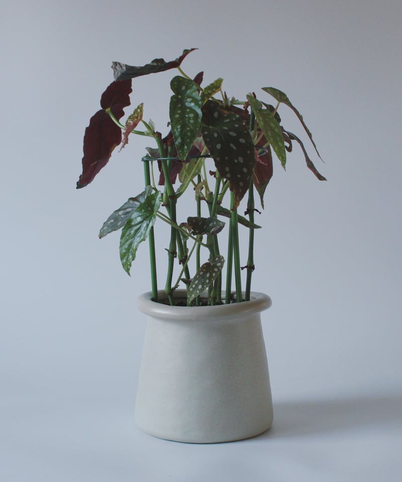 ベゴニア マクラータ | spi plants