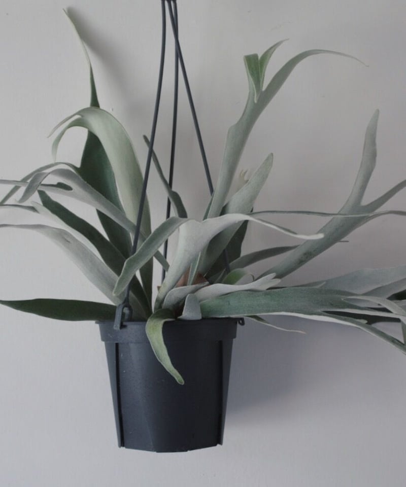 ビカクシダ ヴィーチ | spi plants