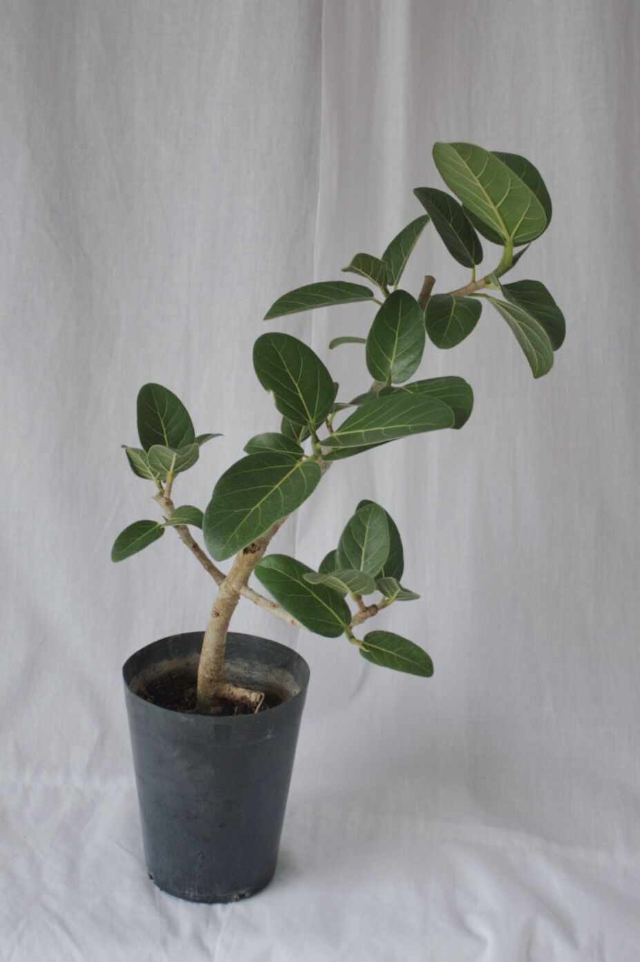 フィカス ベンガレンシス 152cm 気根 S-shaped フィカス ベンガレンシス 152cm 気根 S-shaped