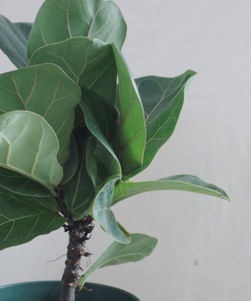 フィカス バンビーノ | spi plants