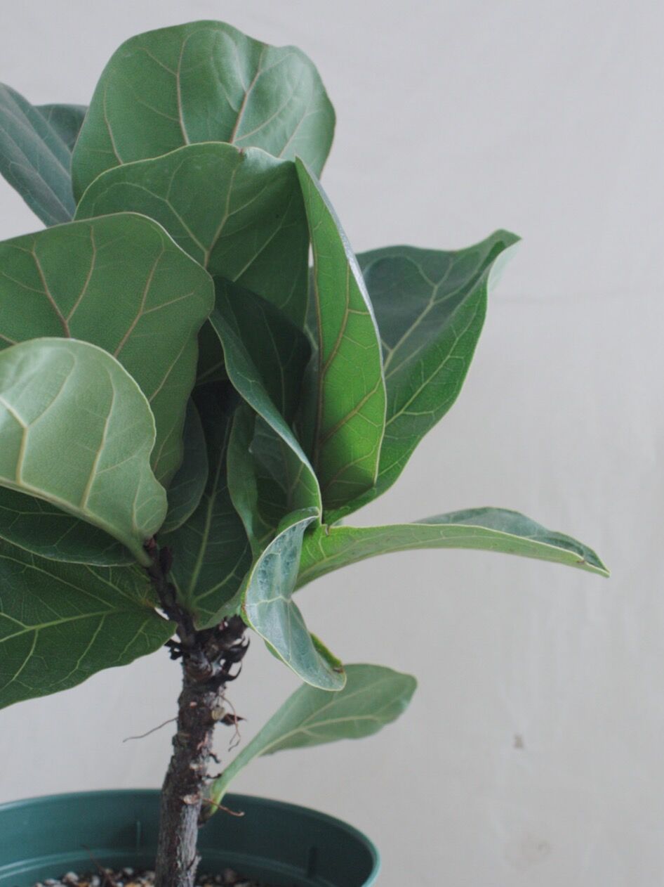 フィカス バンビーノ | spi plants