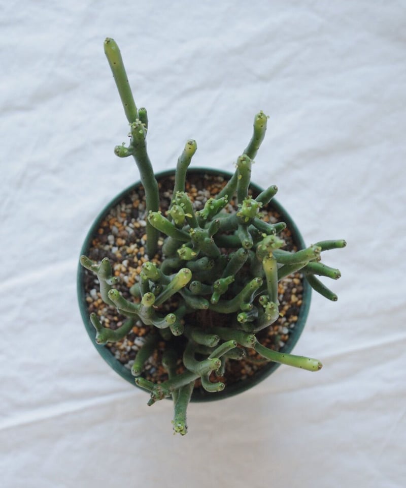 ユーフォルビア セドロルム | spi plants