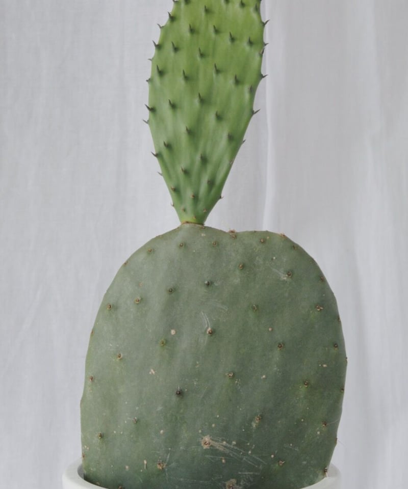 ウチワサボテン | spi plants