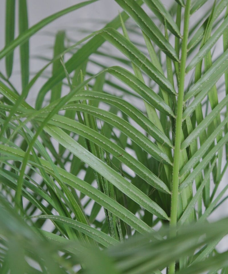 フェニックスロベレニー（20） フェニックス・ロベレニー XL 【首都圏限定】 | 観葉植物の通販