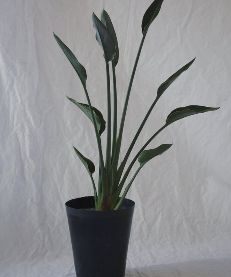 観葉植物 ストレリチア ノンリーフ 楽天市場】＼レビュー特典あり／ ストレリチア ノンリーフ 観葉植物