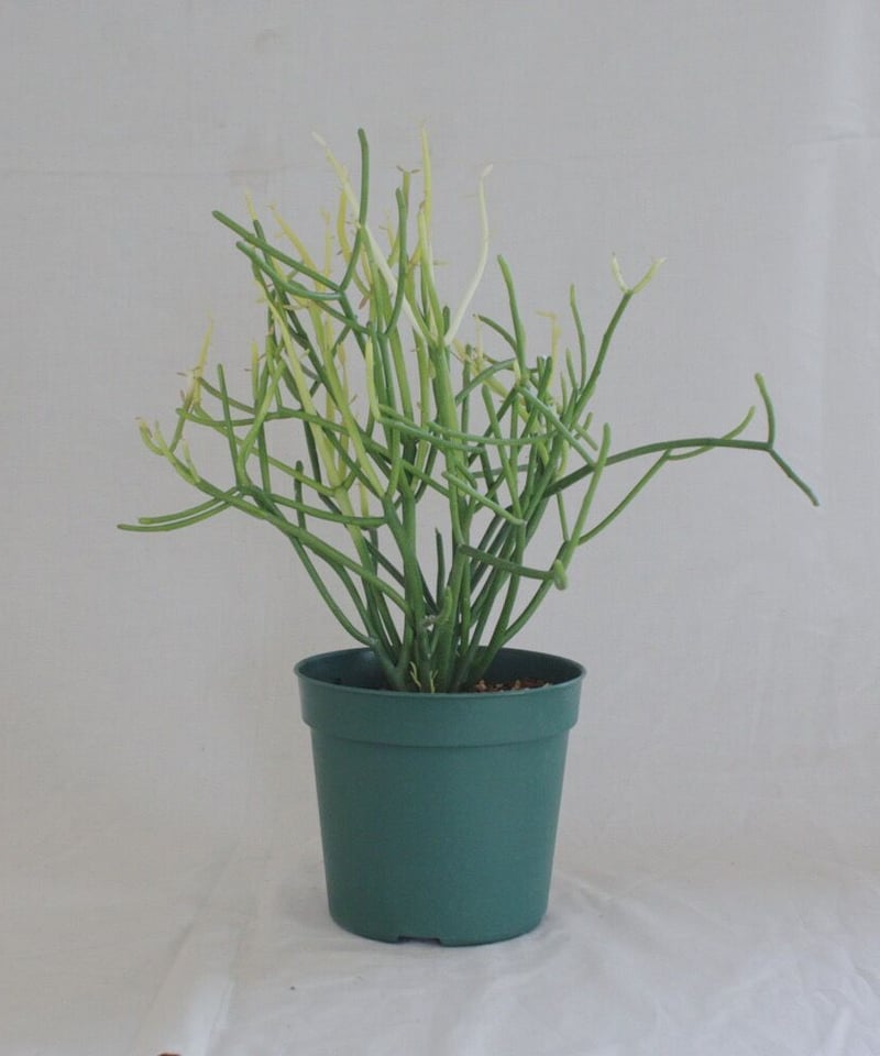 ミルクブッシュ | spi plants