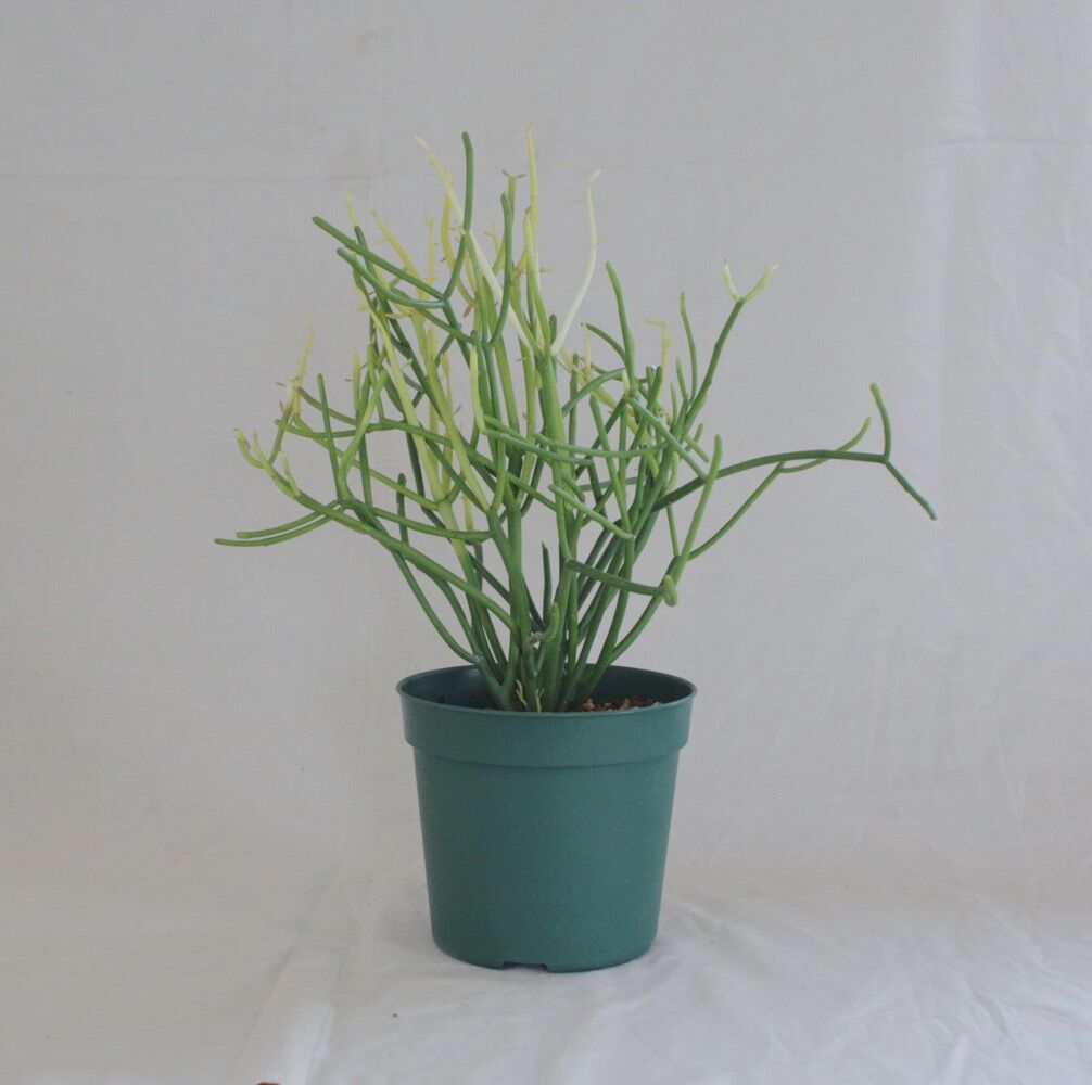 fit=scale-down,w=1200 fit=scale-down,w=1200