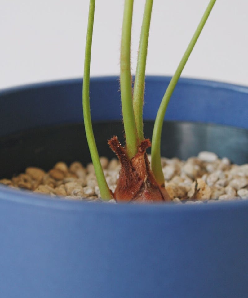 サイカス ディバオエンシス | spi plants