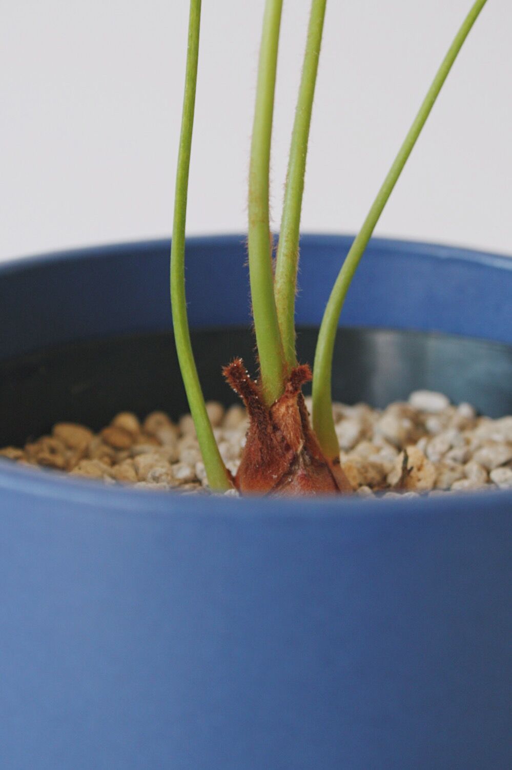 サイカス ディバオエンシス | spi plants