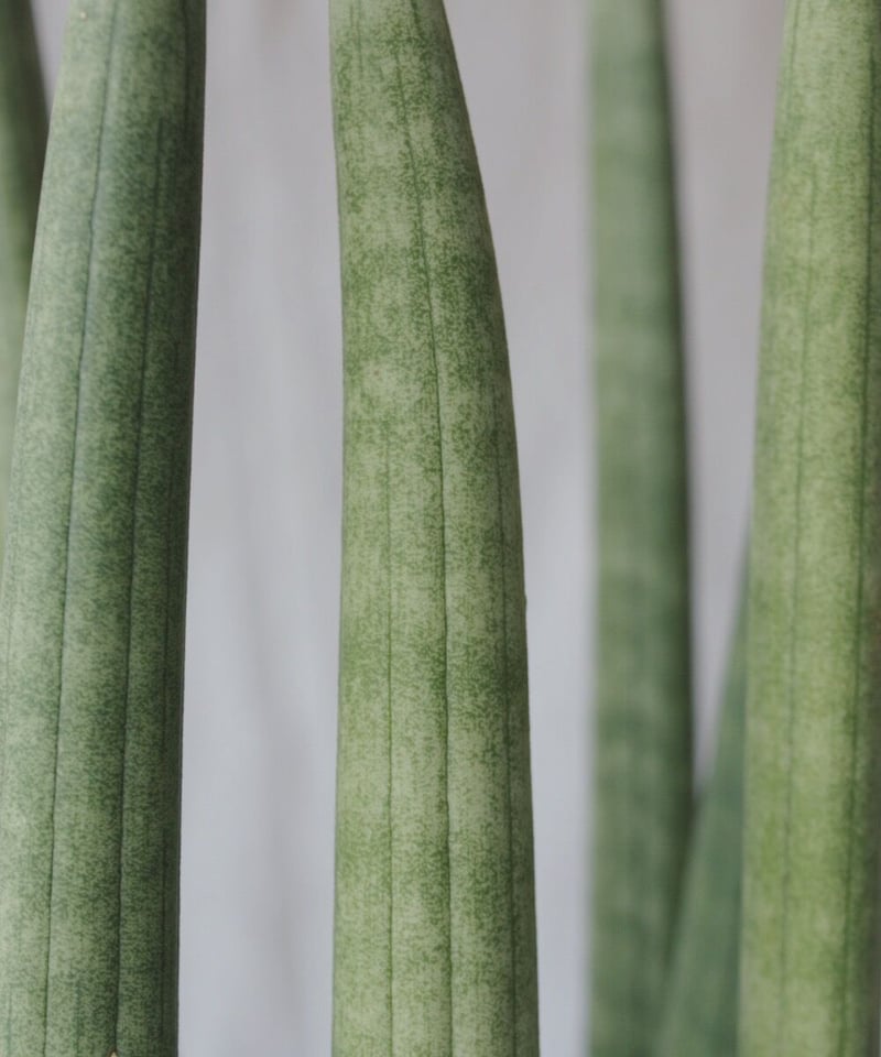 サンスベリア スタッキー | spi plants