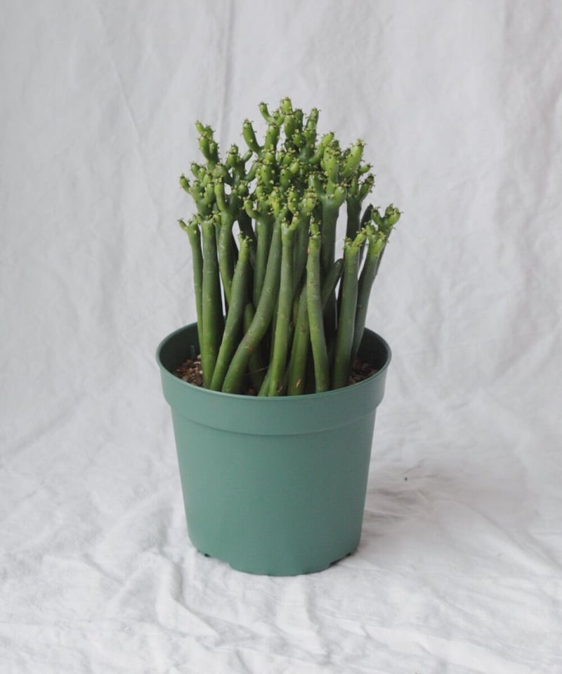 ユーフォルビア セドロルム | spi plants