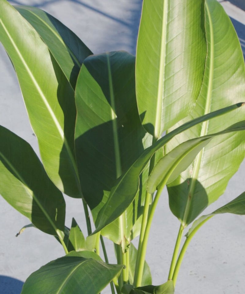 旅人の木 | spi plants