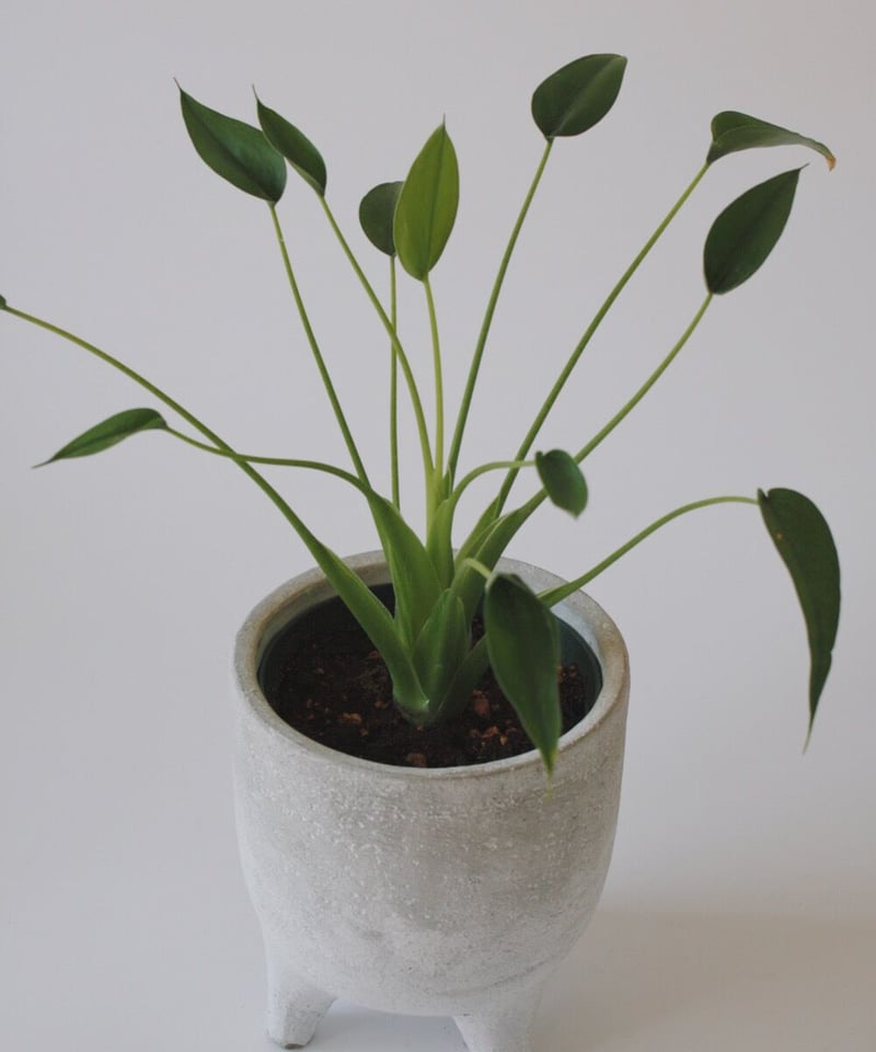 アロカシア　タイニーダンサー確認用 アロカシア・タイニーダンサー 3.5号鉢 鉢と鉢付き | tocolier