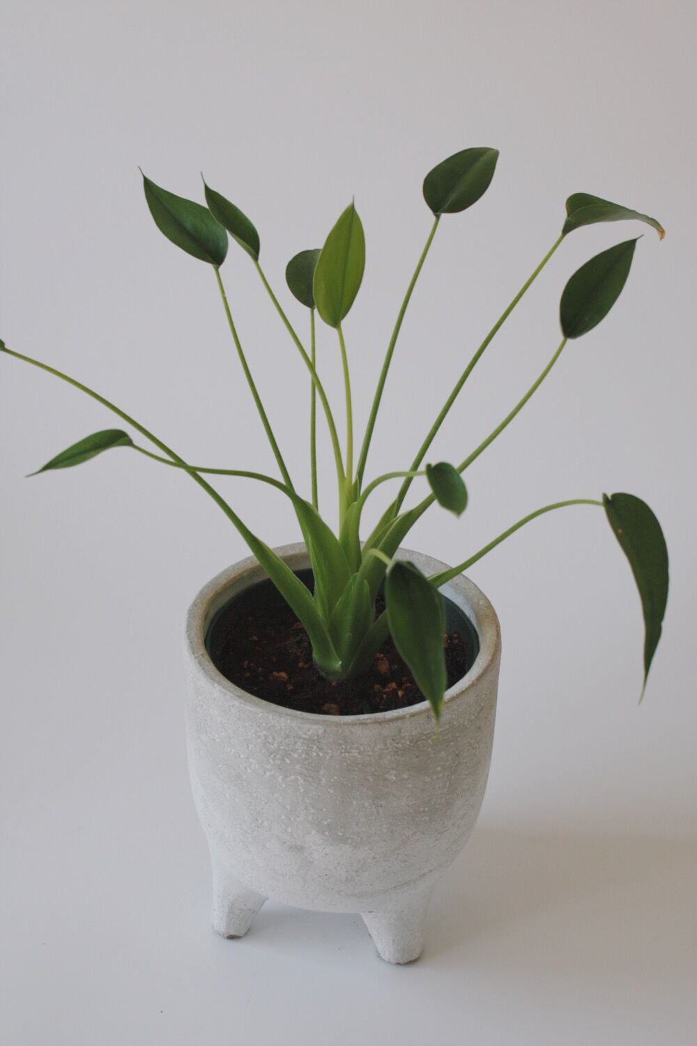 アロカシア タイニーダンサー | spi plants