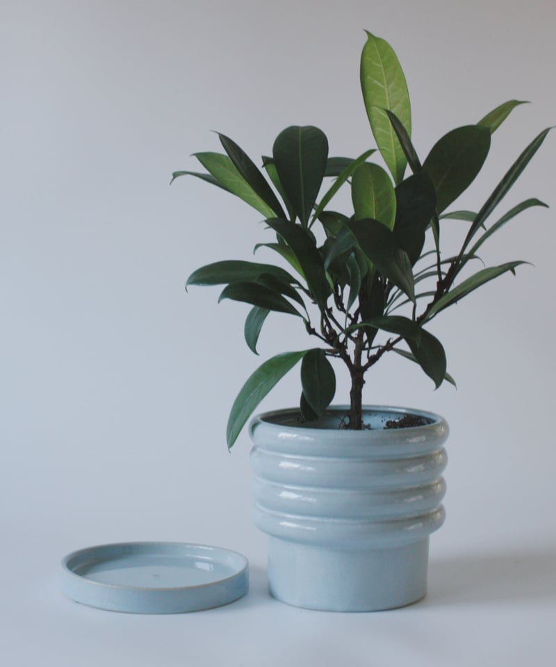 フィカス キアティスティプラ 1点もの】Ficus cyathistipula フィカス キアティスティプラ