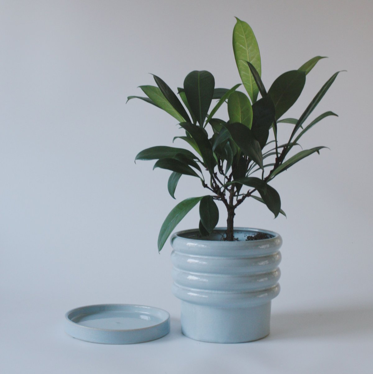 直接引取□フィカスキアティスティプラ/観葉植物/175cm