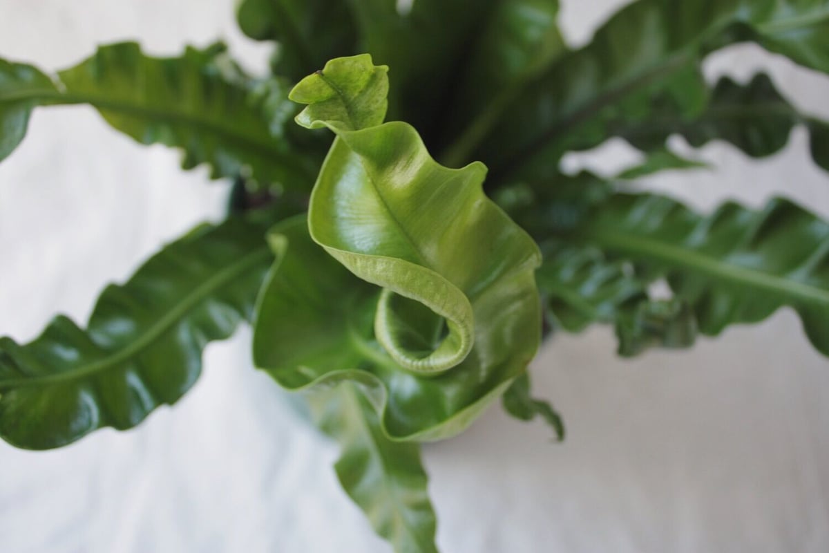 アスプレニウム タニワタリ プリカーツム・アカキ | spi plants