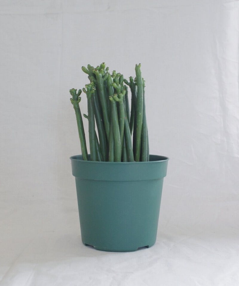 ユーフォルビア セドロルム | spi plants