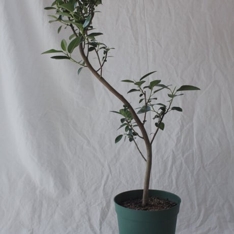 フィカスルビギノーサ | STORES