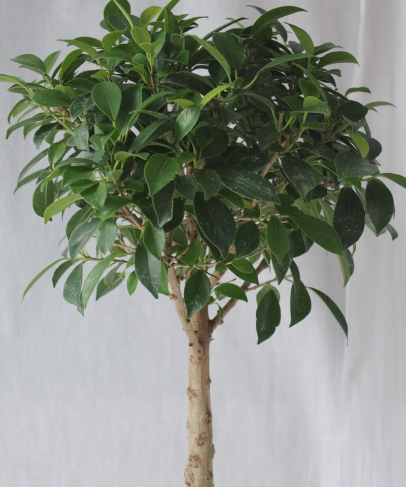 フィカス 約1.5メートル 大きな葉 フィカス 約1.5メートル 大きな葉