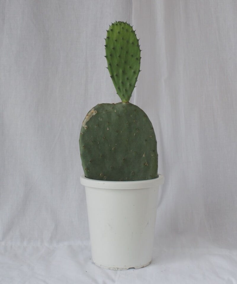 ウチワサボテン | spi plants