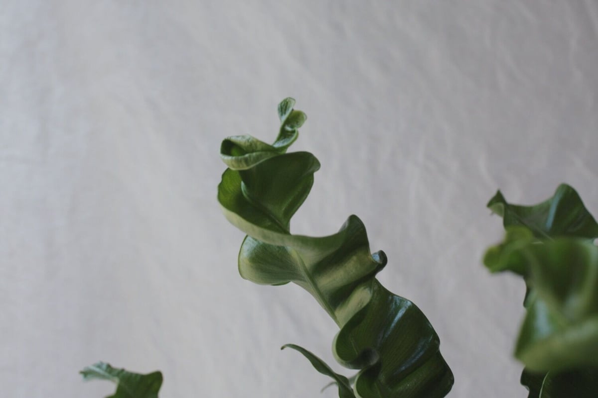 アスプレニウム タニワタリ プリカーツム・アカキ | spi plants